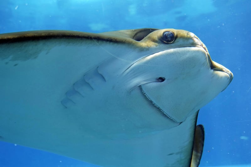 Scuba Diving