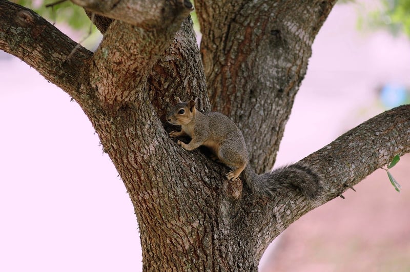 Wildlife Specialist